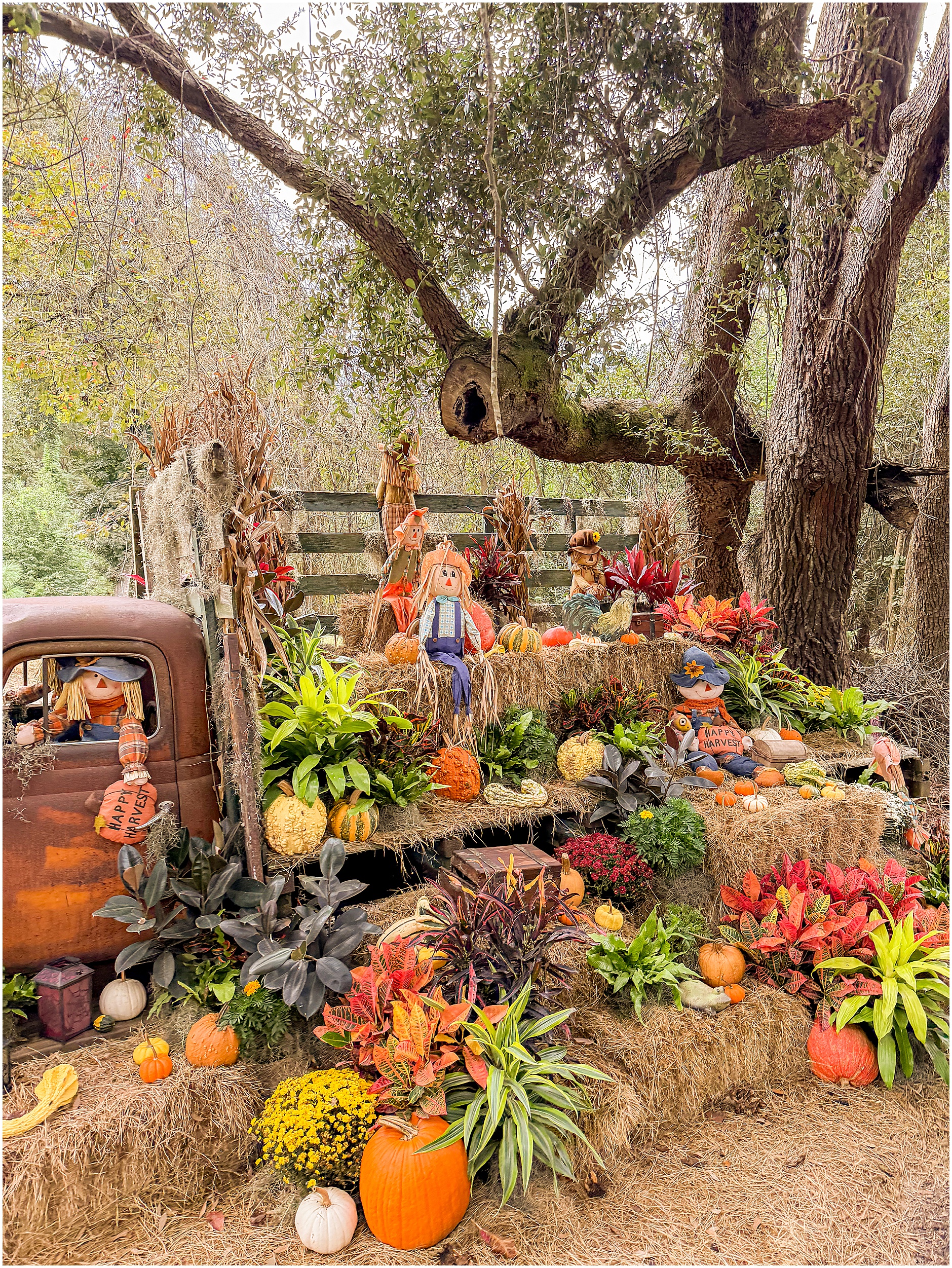 Boone Hall Pumpkin Patch in Charleston, SC
